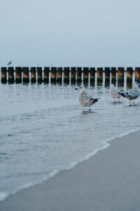 Mewy na plaży przy wodzie