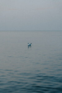 Mewa na spokojnej wodzie