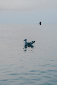 Mewa pływająca na spokojnej wodzie