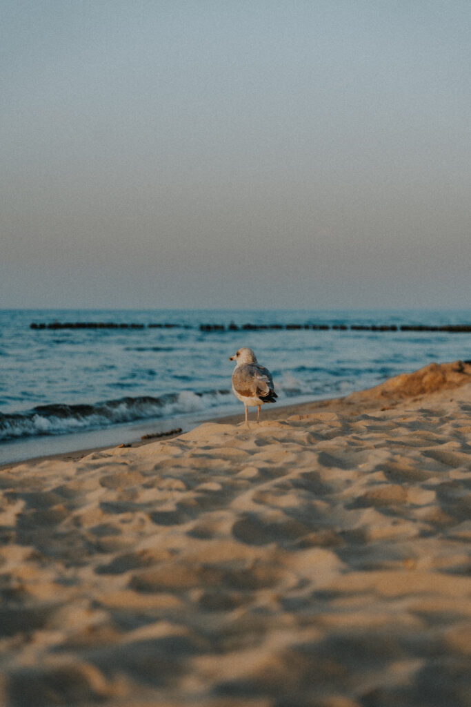 Mewa na plaży o zachodzie słońca niedaleko domków wierzbówka