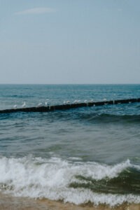 Ptaki na falochronie nad morzem