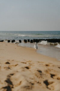 Mewa na plaży przy morzu