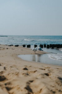 Mewy na plaży przy morzu