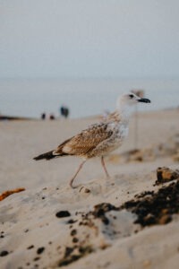 Mewa spacerująca po plaży