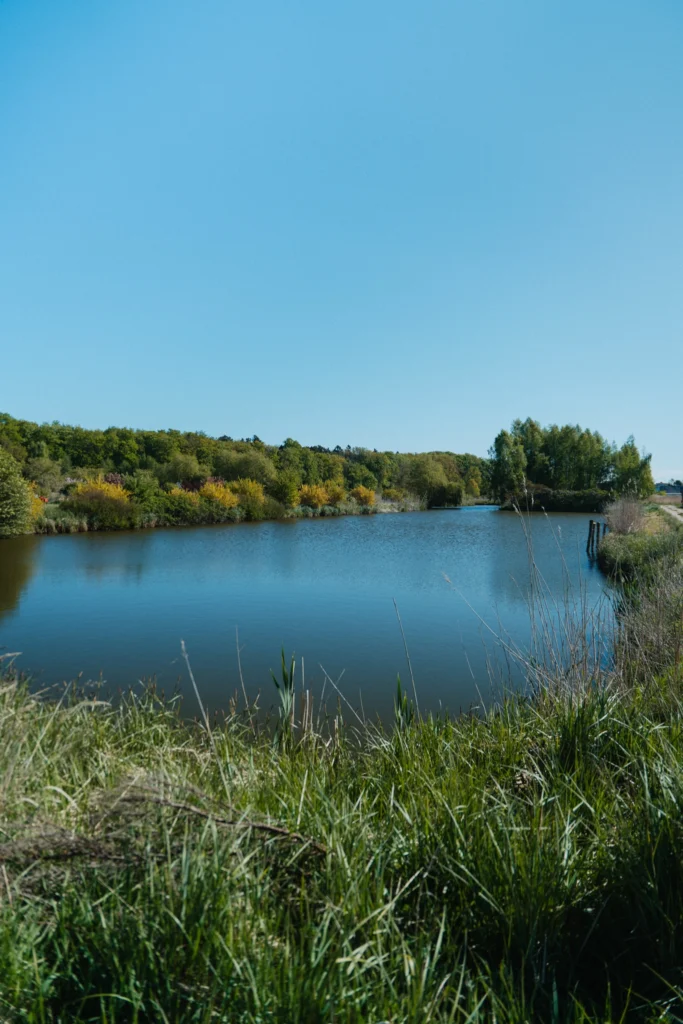 staw blisko domków wierzbówka